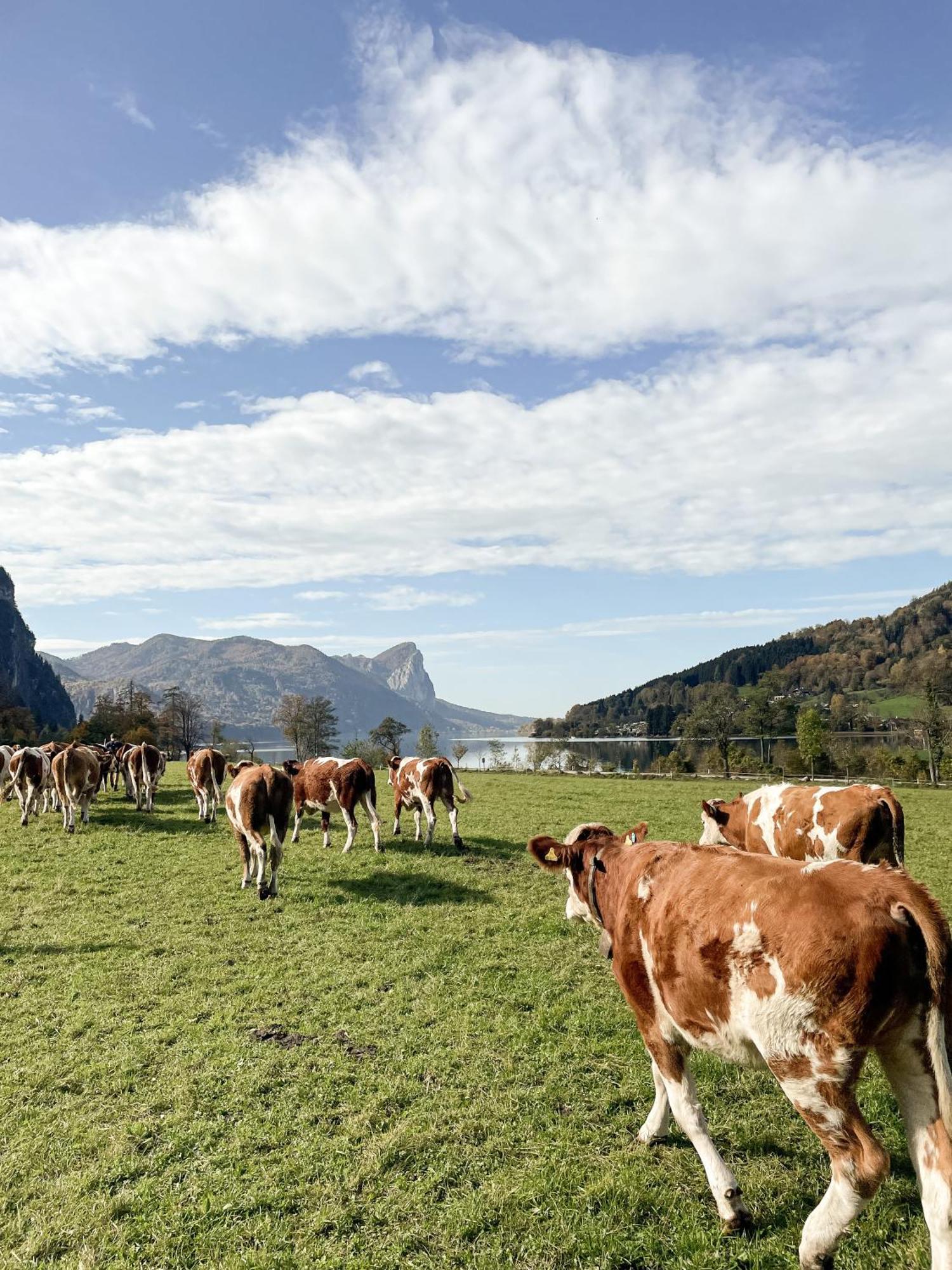 Апартаменти Im Ramsen - Familie Baier Sankt Wolfgang im Salzkammergut Екстер'єр фото